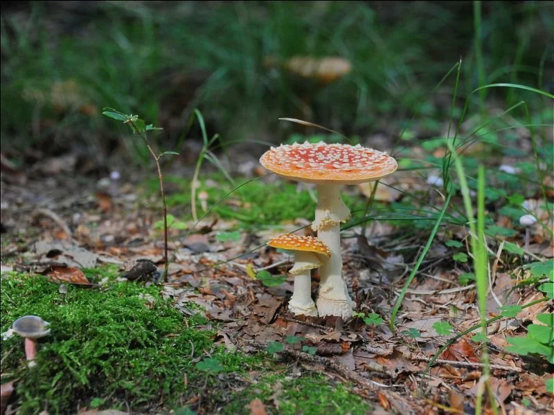 Amanita