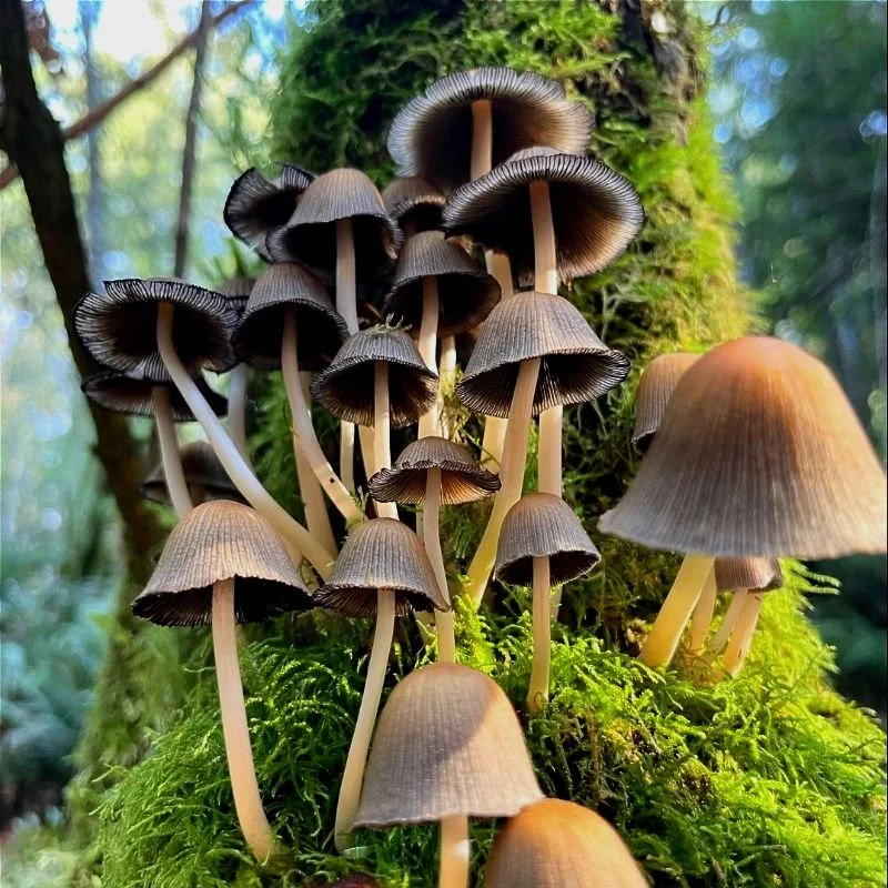 Coprinellus micaceus