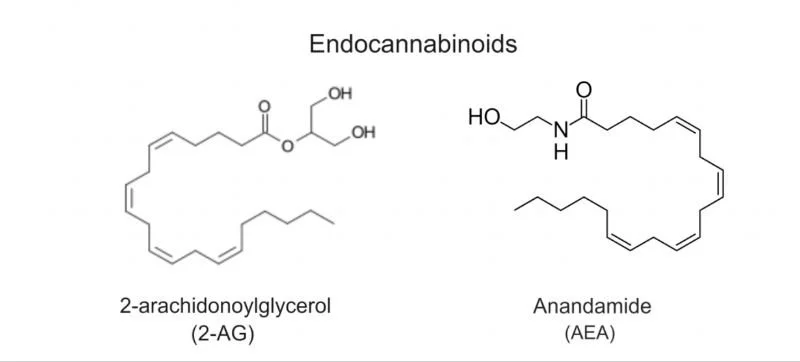 Two main endocannabinoids