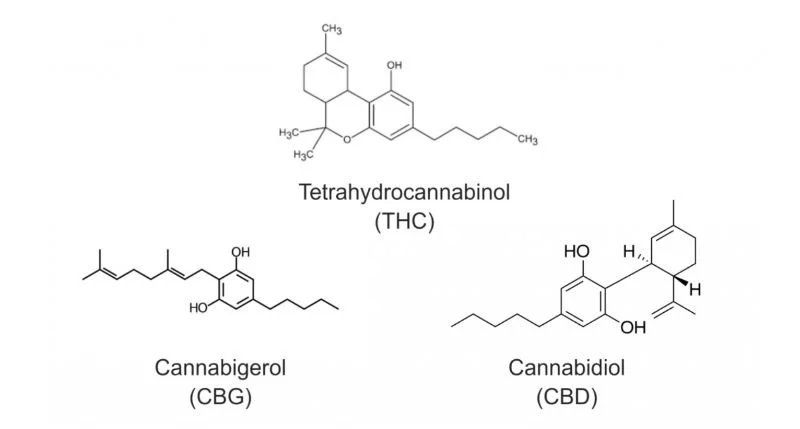 Phytocannabinoids that act on the cannabinoid system