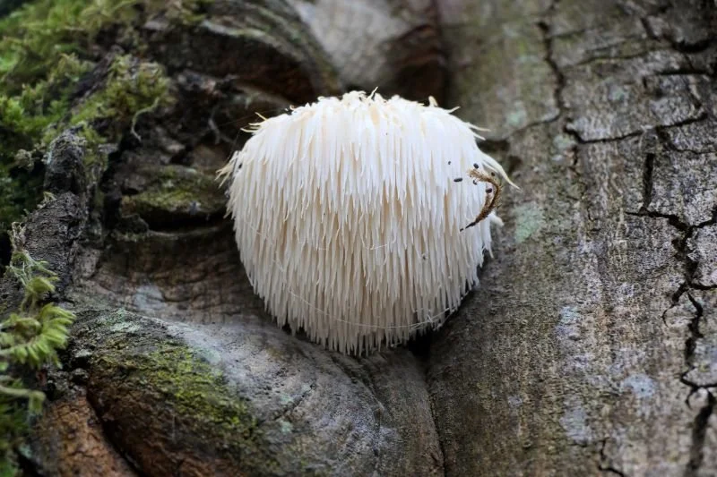 Lion's Mane, a mushroom that is good for brain health