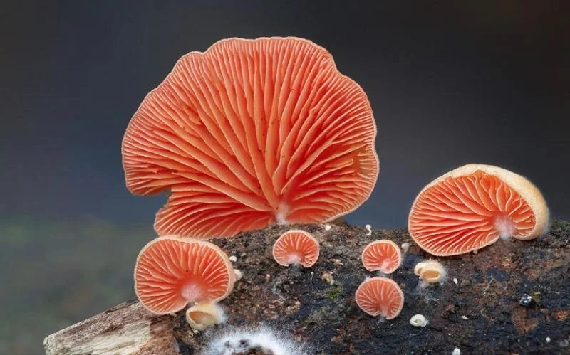Crepidotus