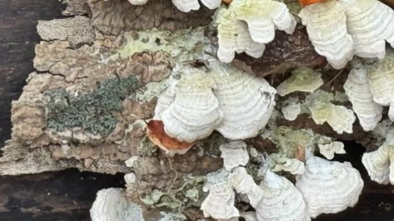 Trichaptum