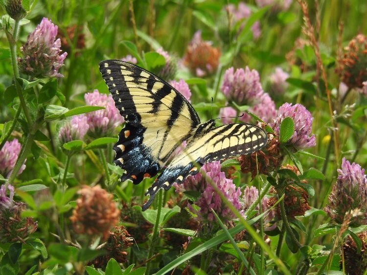 A busy Tiger Swallowtail butterfly on Blue Ridge Parkway, NC