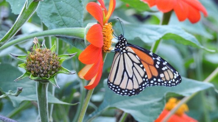 Monarch butterfly Brookside Gardens, Wheaton, MD