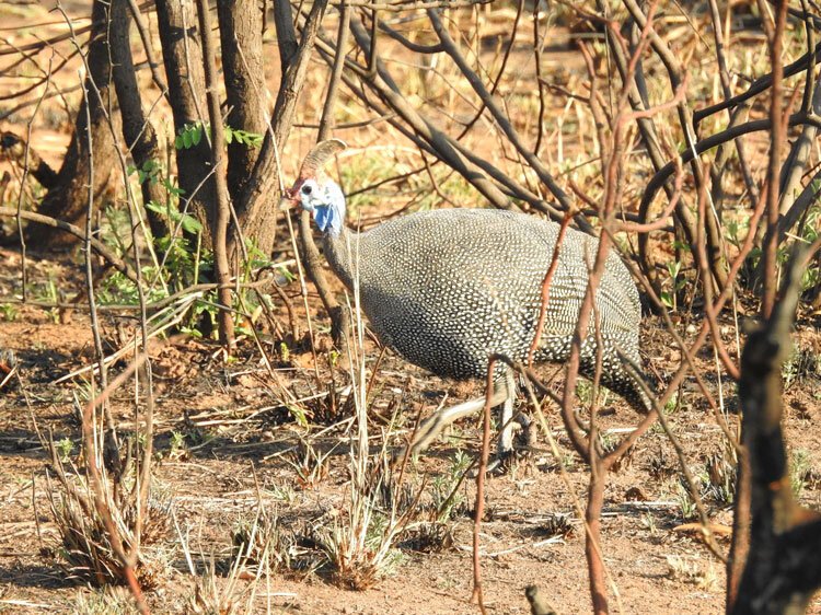 The helmeted guineafowl walking along