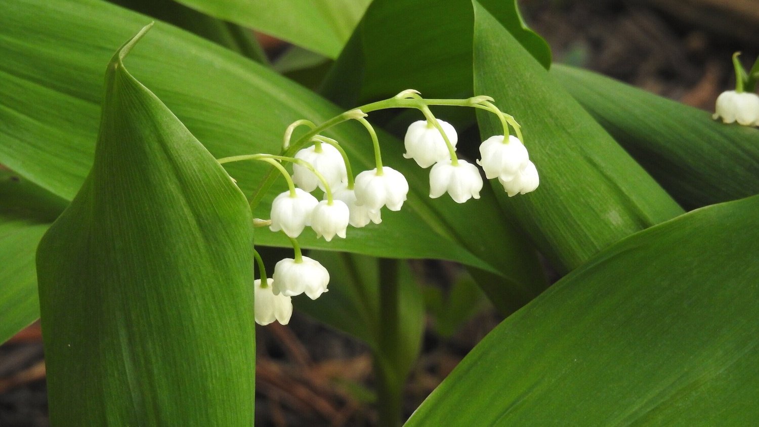 Lily of the Valley flowers