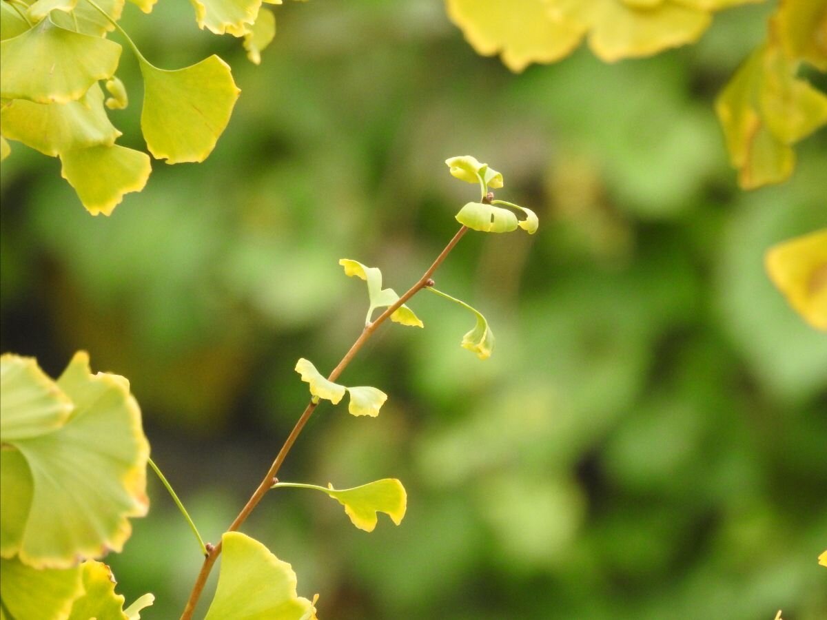 Ginkgo leaves at Rhinebeck train station