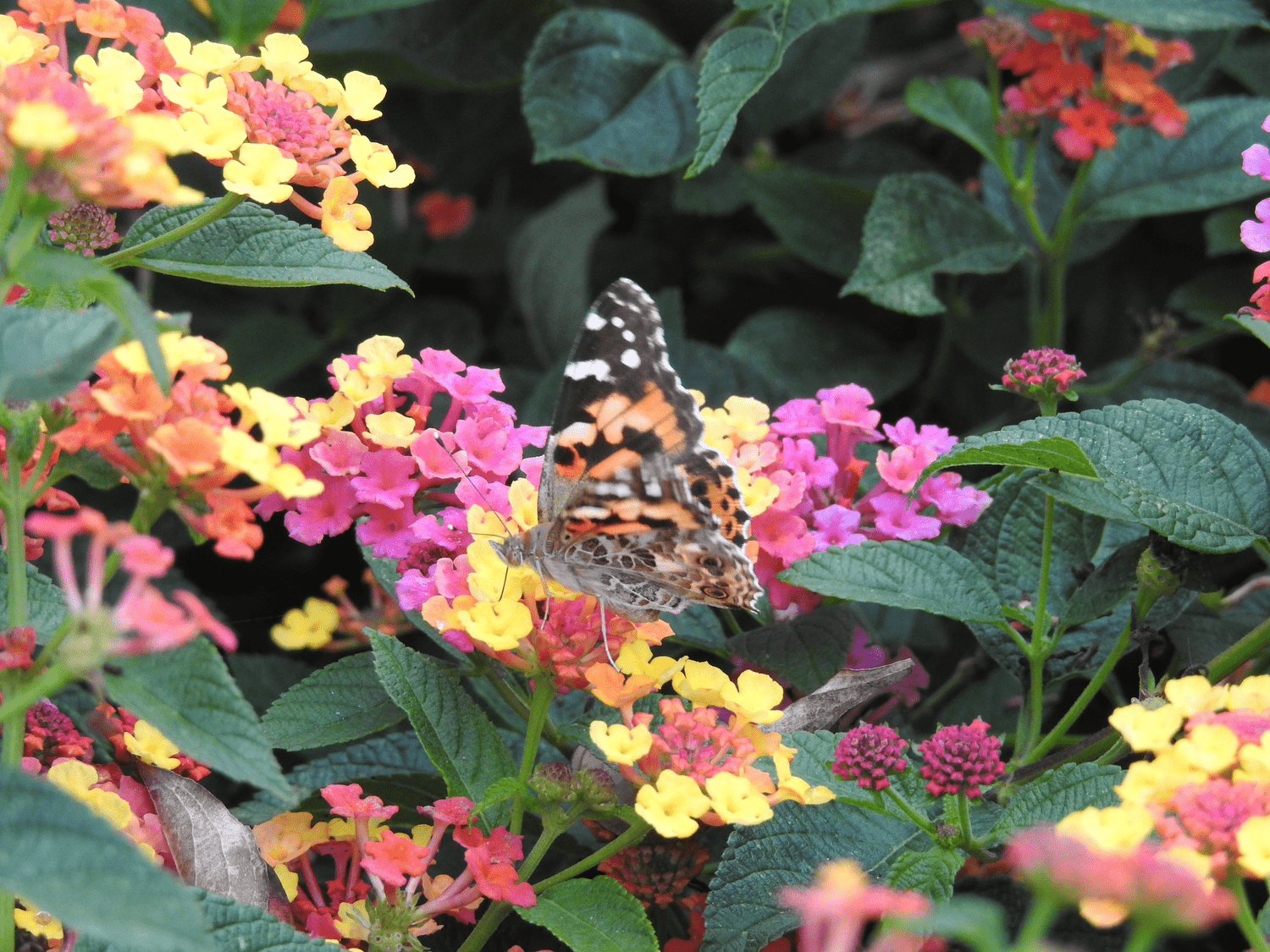 Lantana and butterfly at Brookside Gardens, Silver Spring, Maryland