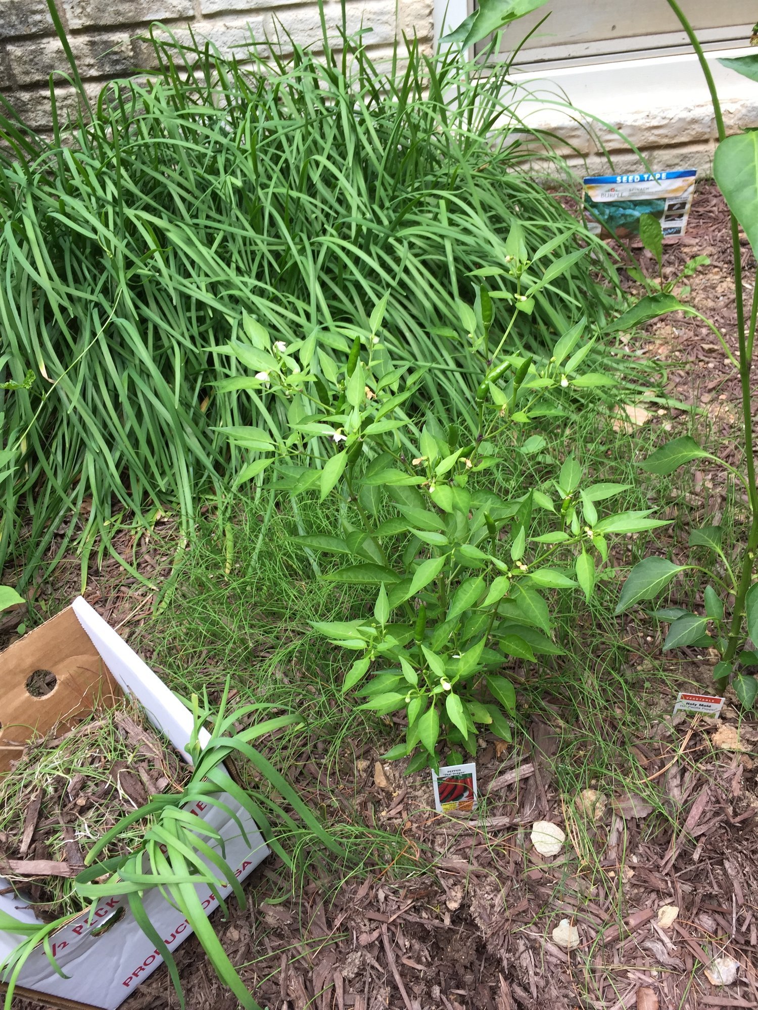 Before: Chives multiplying in my garden! Help!