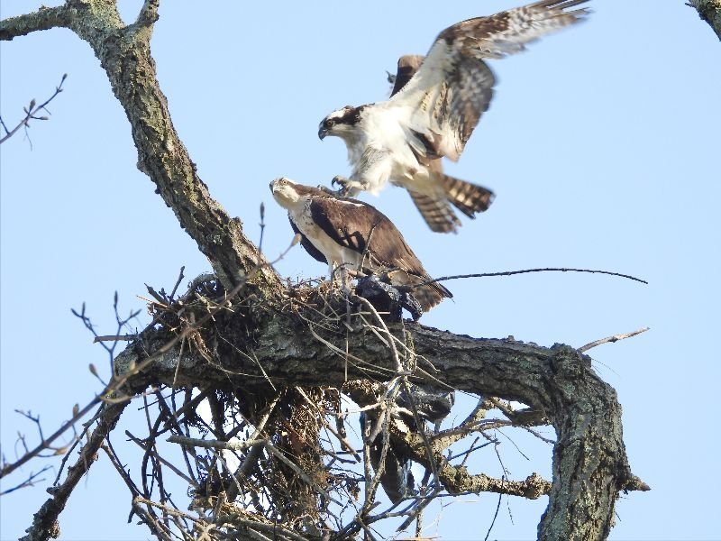 "Hey, I'm your wife, not your dinner!" Ospreys at Tod's Point, Greenwich, CT