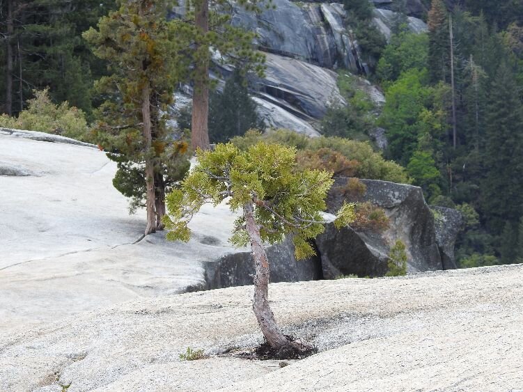 Pine trees growing at the top of Nevada Falls (Yosemite National Park)