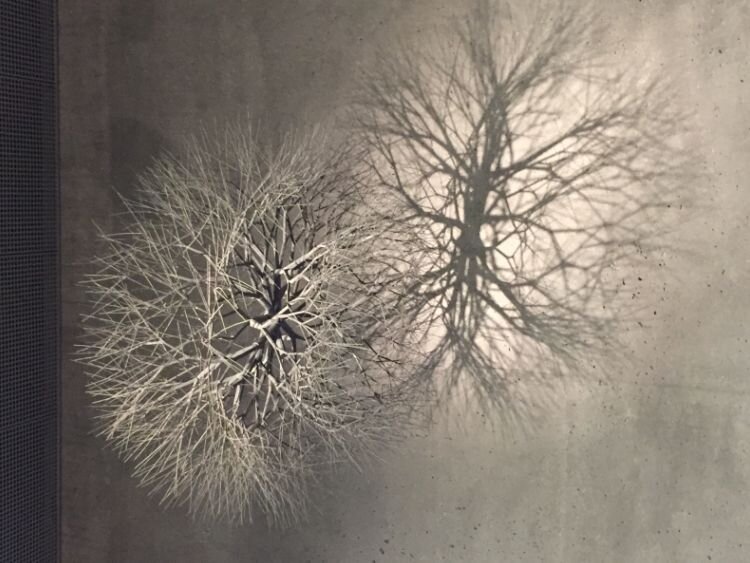 Ruth Asawa Sculpture at the De Young Museum San Francisco, California