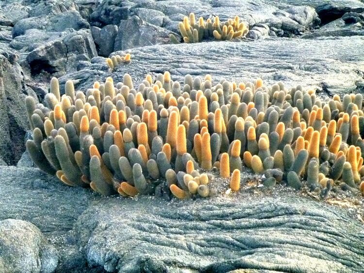 Lava cactus, Galapagos Islands