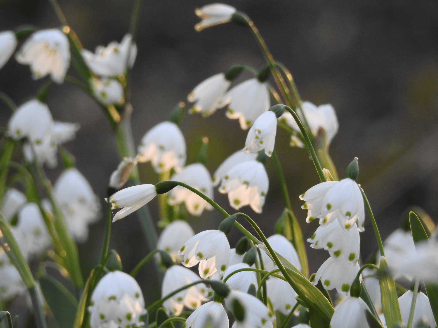 Summer snowflake flowers at Brookside Garden, Silver Spring, Maryland.