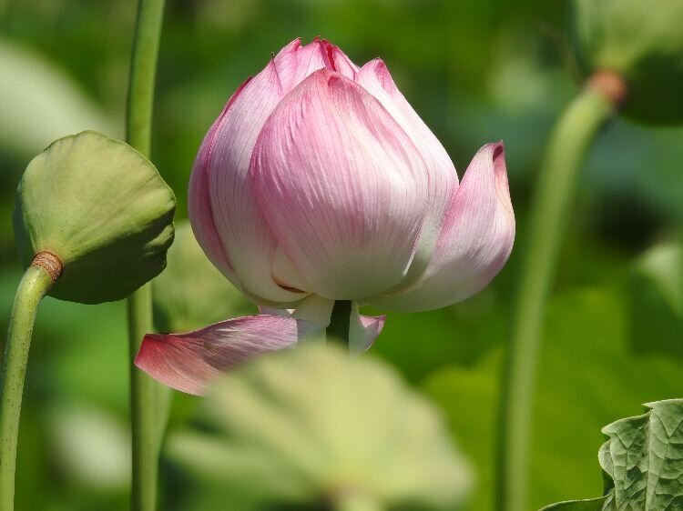 Lotus blossom, Kenilworth Aquatic Gardens, Washington, DC