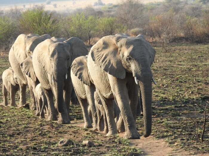 Elephants ambling along the path they created (South Africa).