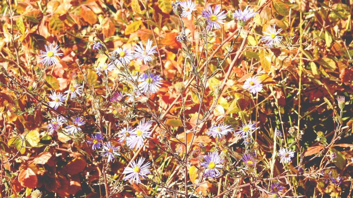 Autumn colors by the ditch