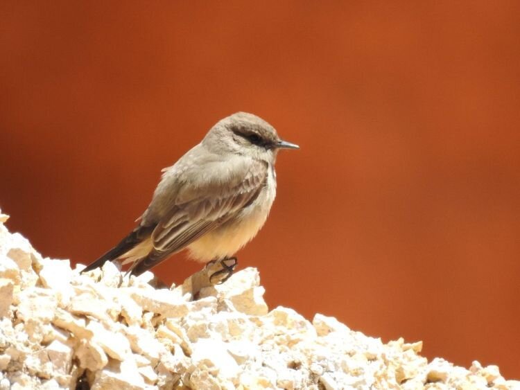 Western Kingbird at Bryce Canyon, Utah