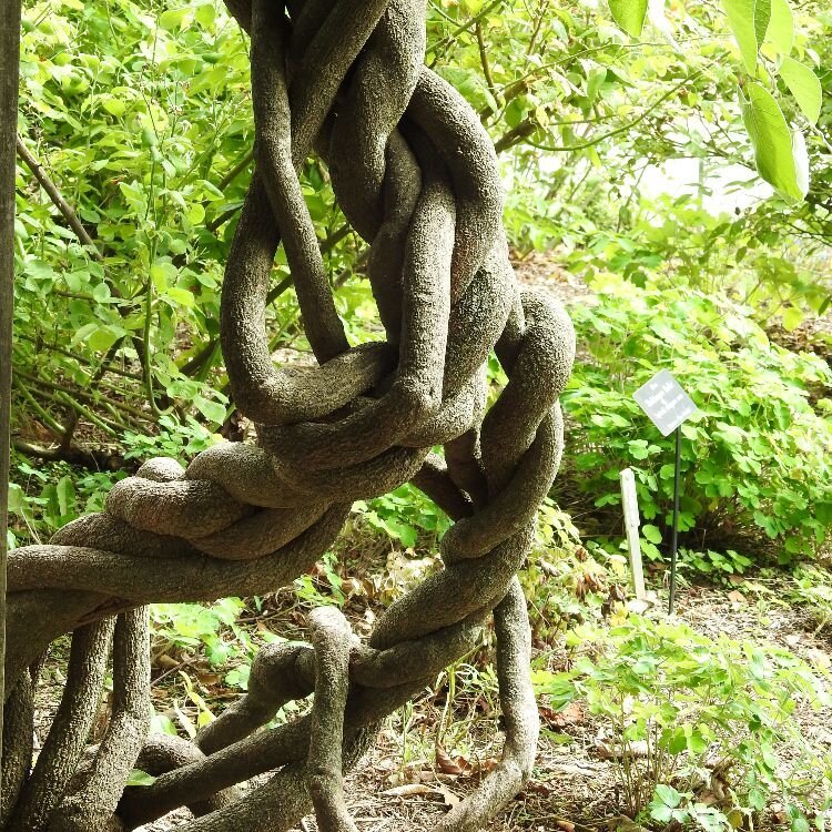 Interwoven issues can make withdrawal difficult