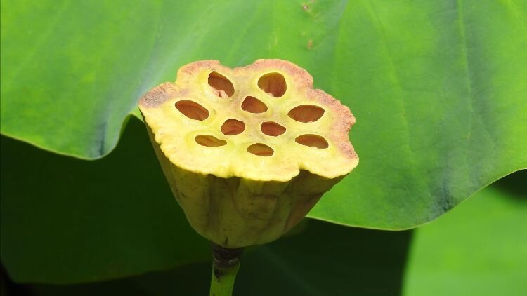 A lotus pod with seeds for the next generation of lotuses, Kenilworth Aquatic Gardens, Washington, DC