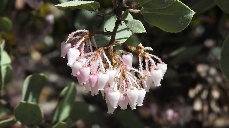 Whiteleaf Manzanita, Yosemite National Park