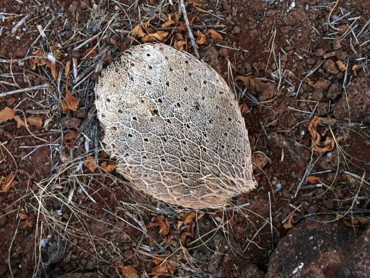 A close-up view of a leaf.