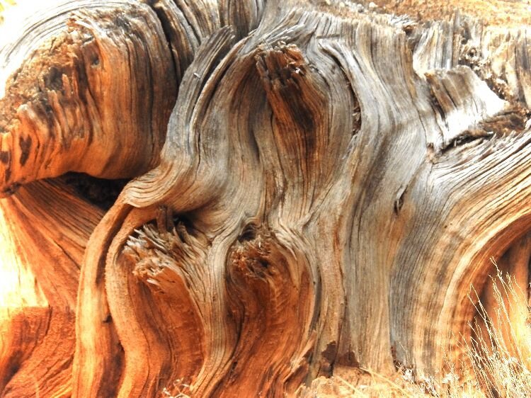 Flowing wood: the side effects of weather and time. Southern Utah