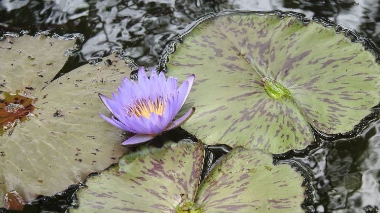 Water lily at Kenilworth Aquatic Gardens, DC