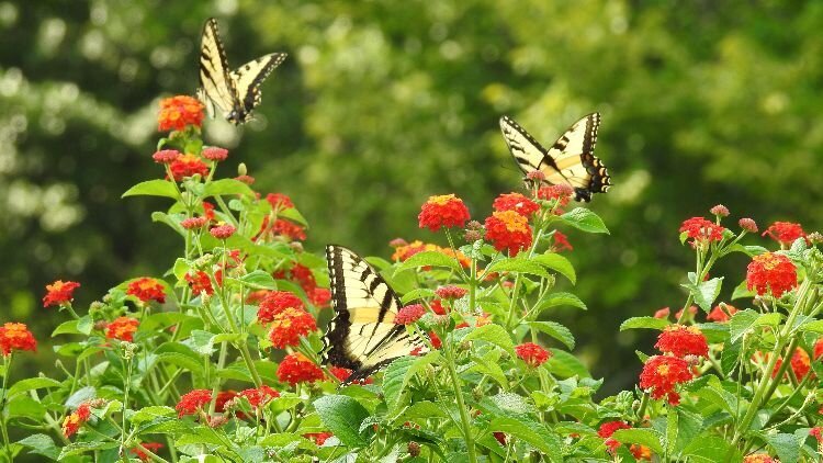 The Butterflies at Brookside Gardens, Wheaton, MD