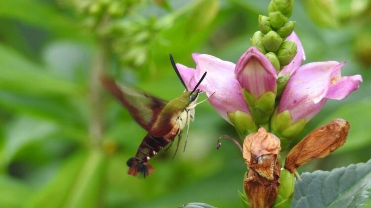 Green Hummingbird hawkmoth (Macroglossum Stellatarum), Brookside Gardens, Wheaton, MD