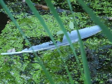 Heron feather on moss covered rocks