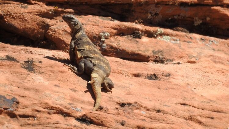 Ack! Wait a sec while I shed my skin!  (Common Chuckwalla, southern Utah)