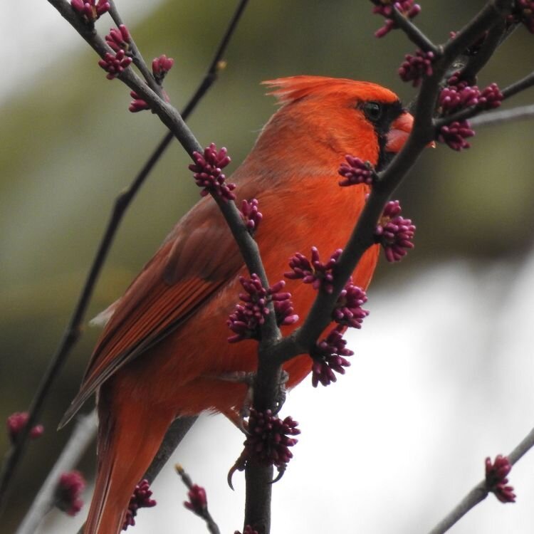 Spring in Maryland