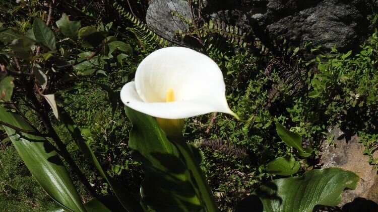 Calla lily thriving on the rocky terrain of Table Mountain (Cape Town, S. Africa)
