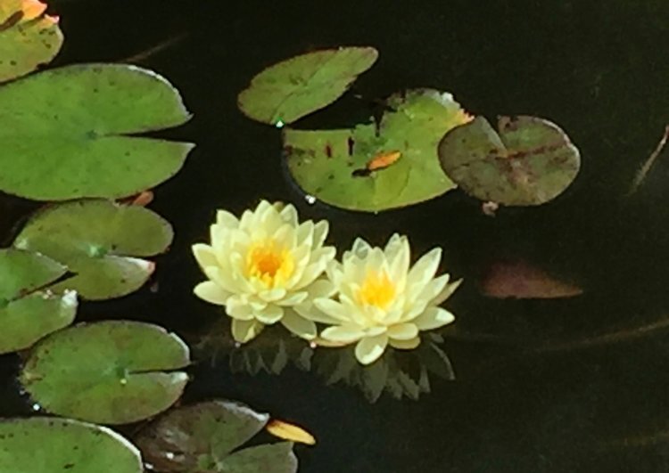 Sometimes the most beautiful things emerge from dark waters.