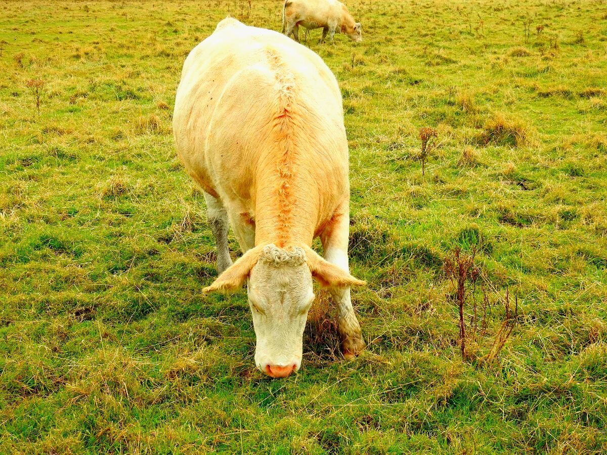 Contented Cow with Curly Hair at the Cliffs of Moher, County Clare, Ireland
