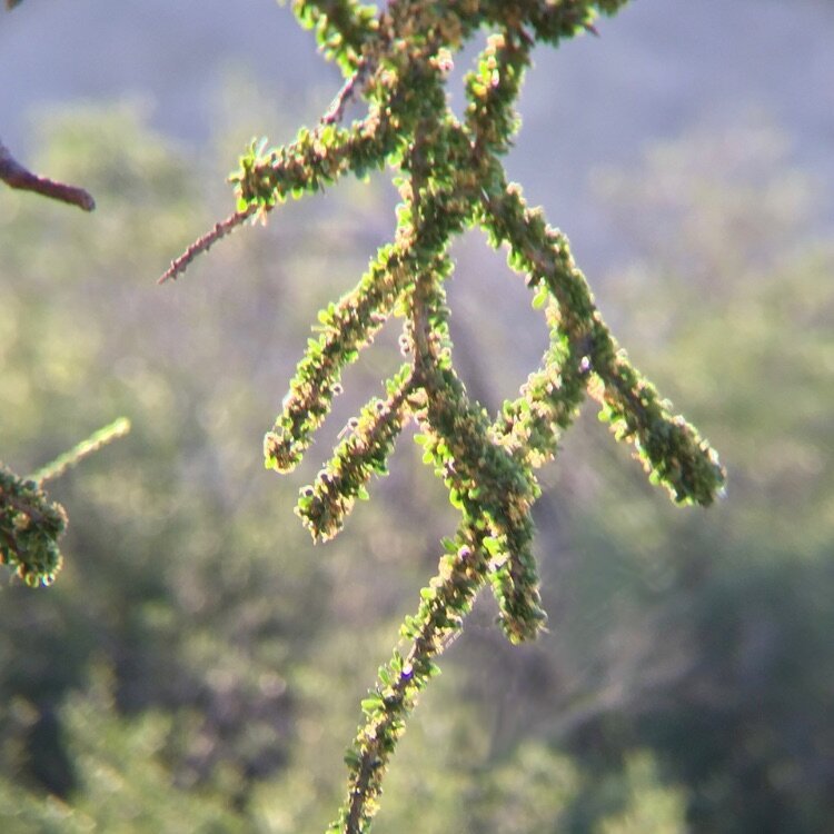 A strange tree in the early morning sunshine (Pilanesburg, S. Africa)