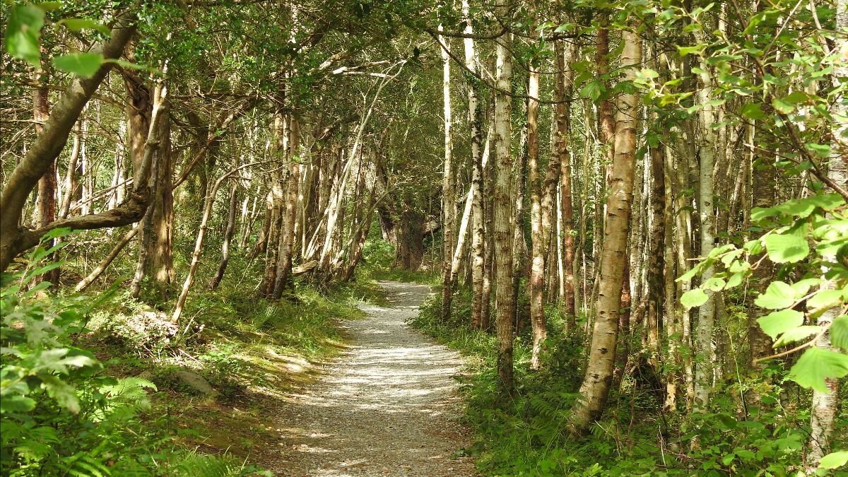Woodsy Path County Kerry, Ireland
