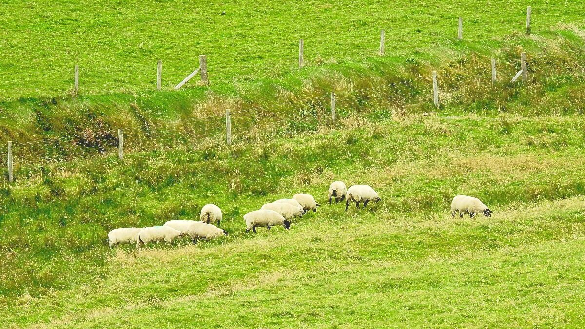 Not quite Damascus, but at least there're sheep