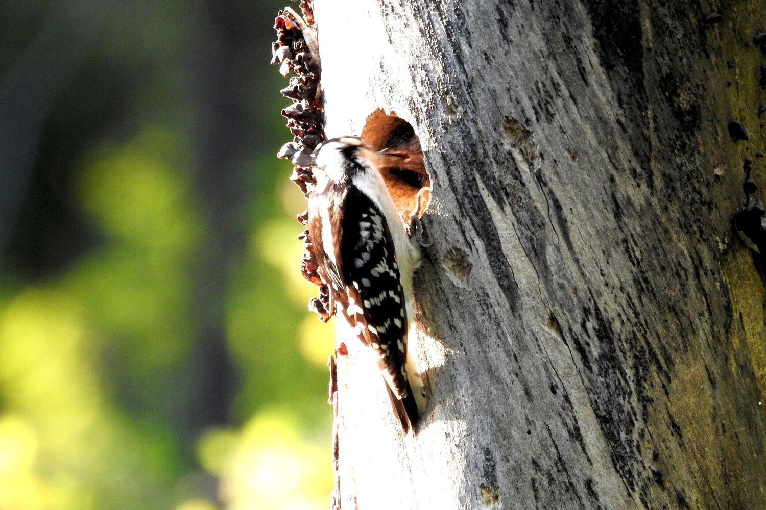 Wood pecker feeding her baby