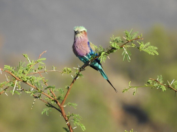 Lilac-breasted roller on an acacia tree, Pilanesburg, South Africa