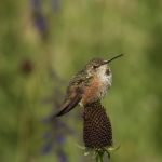 Selasphorus Hummingbird