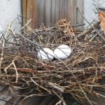 Mourning dove nest, Gaithersburg, Maryland