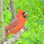 Cardinal with dinner