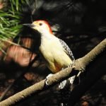 Red-capped Wood pecker