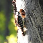 Wood pecker feeding her baby bird