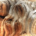 Wood in Southern Utah, near Bryce Canyon