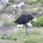 Wild Ostrich