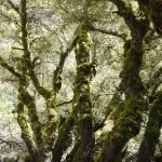 Mossy Grove